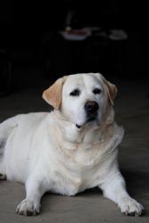 Lost Male Dog last seen Walter Rd winlock wa, Winlock, WA 98596