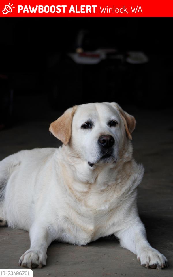 Lost Male Dog last seen Walter Rd winlock wa, Winlock, WA 98596