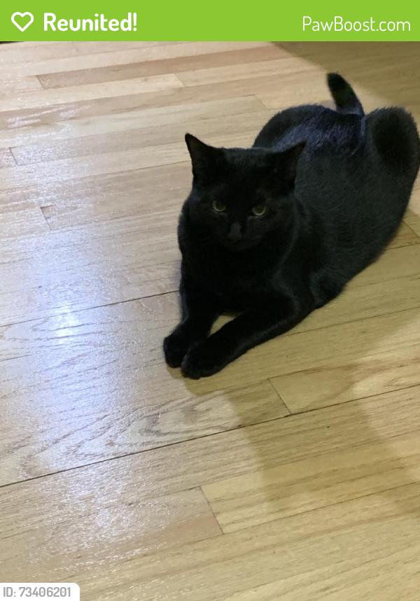 Reunited Female Cat last seen Near Wellington Dr, Pittsburgh, PA 15229, USA, Pittsburgh, PA 15229