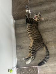 Lost Male Cat last seen Near yukon avenue, Hawthorne, CA 90250