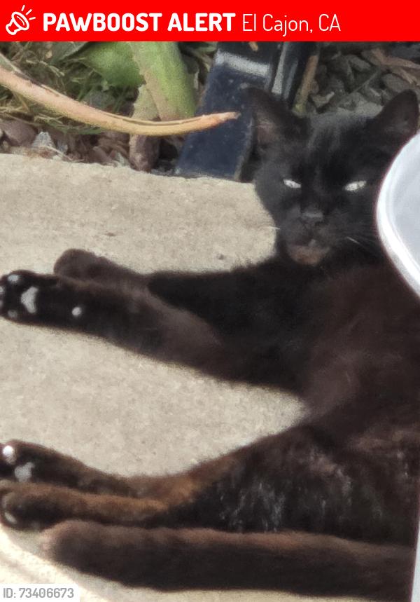 Lost Female Cat last seen Graves, El Cajon, CA 92021