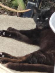 Lost Female Cat last seen Graves, El Cajon, CA 92021