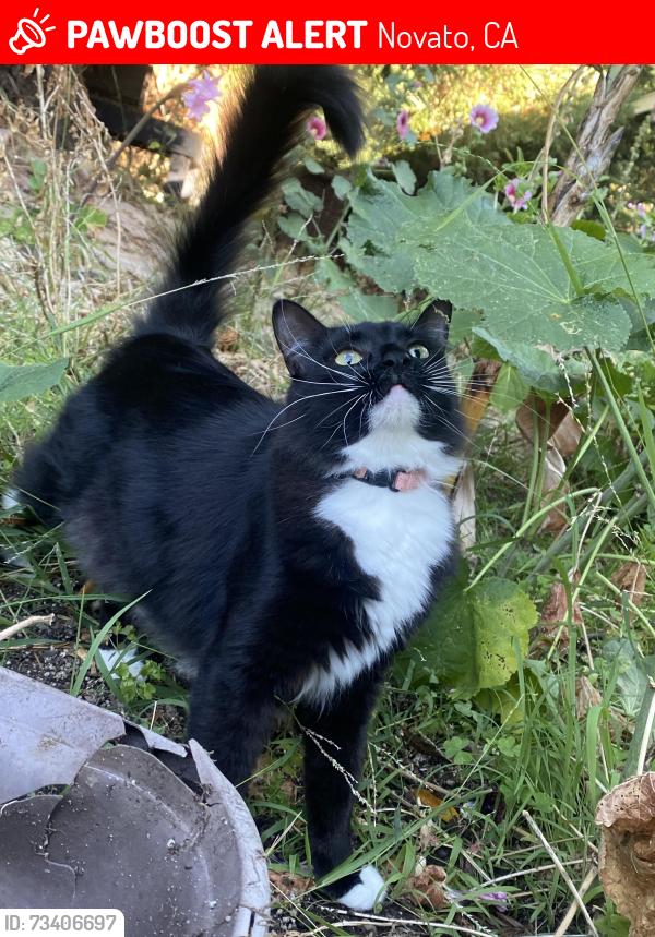 Lost Female Cat last seen Eucalyptus ave, Novato, CA 94947