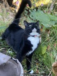 Lost Female Cat last seen Eucalyptus ave, Novato, CA 94947