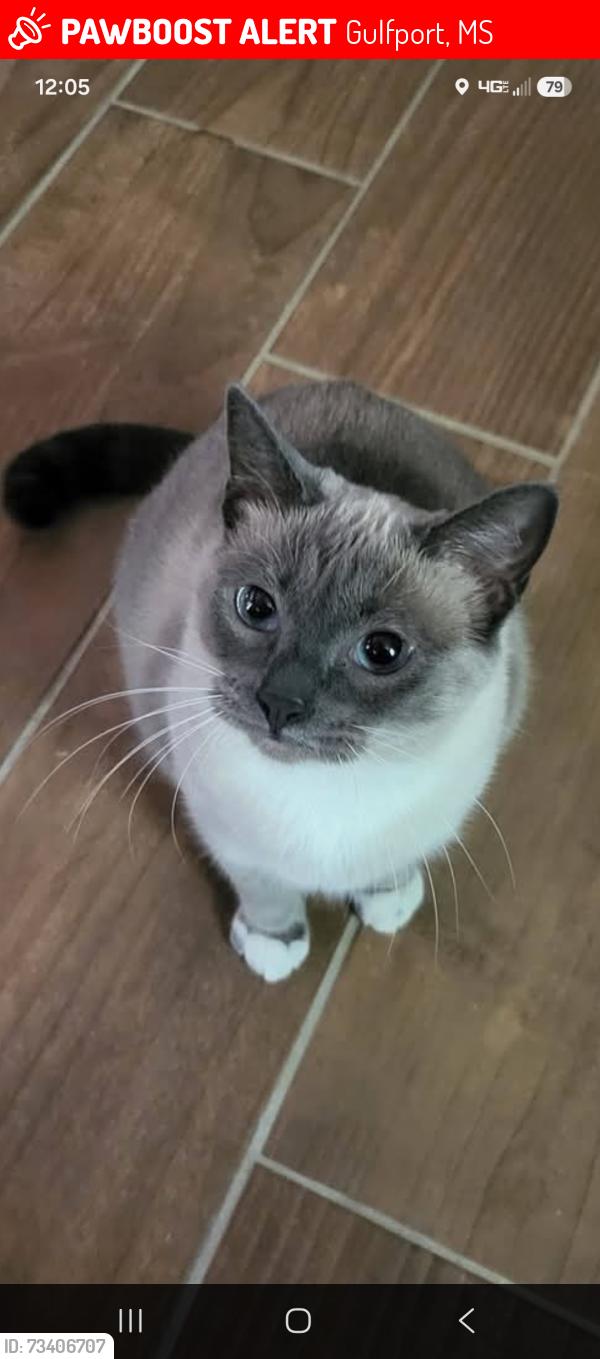 Lost Female Cat last seen Cinemark theater gulfport, Gulfport, MS 39503