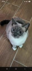 Lost Female Cat last seen Cinemark theater gulfport, Gulfport, MS 39503