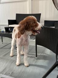 Lost Female Dog last seen 6th Ave. N St. Petersburg Florida, St. Petersburg, FL 33710