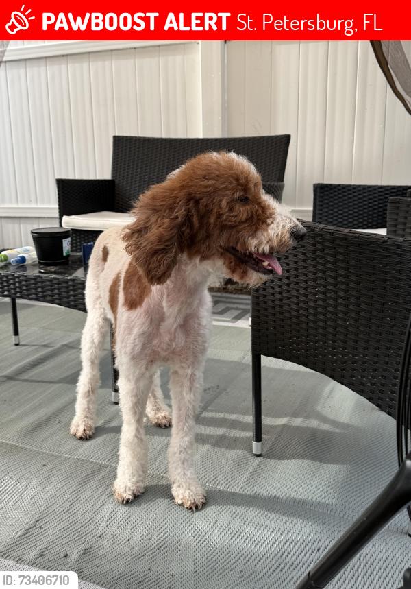 Lost Female Dog last seen 6th Ave. N St. Petersburg Florida, St. Petersburg, FL 33710