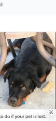 Reunited Male Dog last seen Near E 82nd St, Los Angeles, CA 90001, USA, Los Angeles, CA 90001