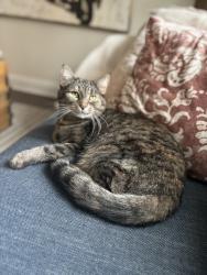 Lost Female Cat last seen Barrington Road, Columbus, OH 43221