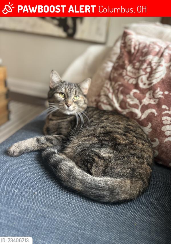 Lost Female Cat last seen Barrington Road, Columbus, OH 43221