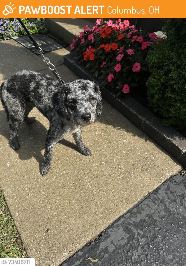 Found/Stray Male Dog last seen Minerva Park, Columbus, OH 43229