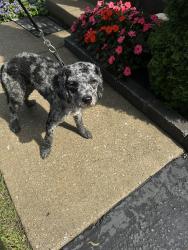 Found/Stray Male Dog last seen Minerva Park, Columbus, OH 43229