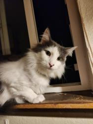 Lost Male Cat last seen Cantorbrook village apts, Lakewood, WA 98439
