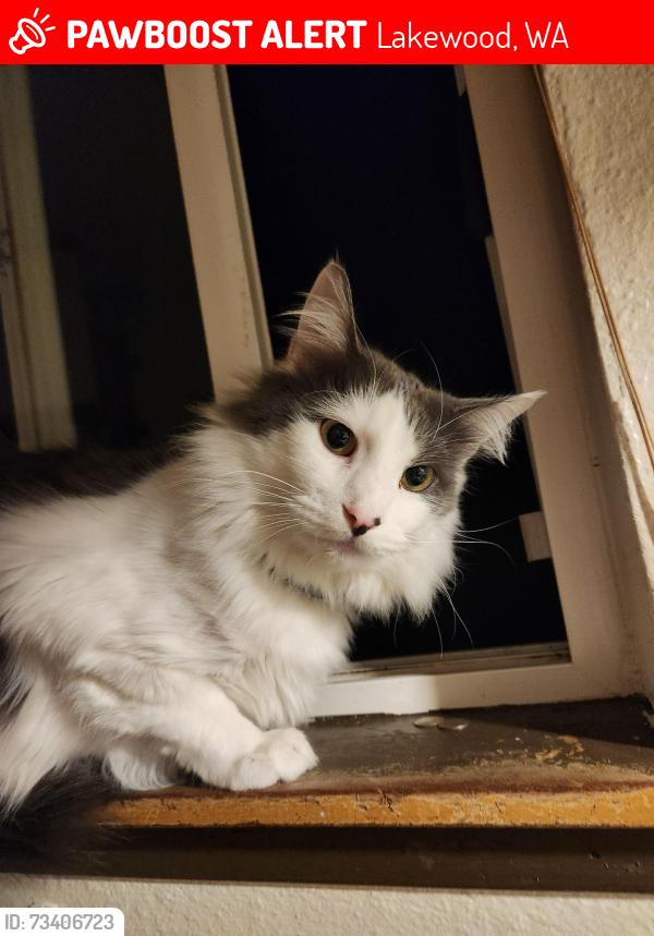 Lost Male Cat last seen Cantorbrook village apts, Lakewood, WA 98439