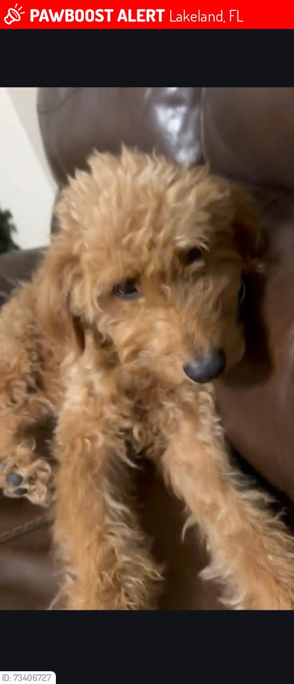 Lost Male Dog last seen Walmart on Daughtry road and 98 north, Lakeland, FL 33810