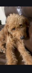 Lost Male Dog last seen Walmart on Daughtry road and 98 north, Lakeland, FL 33810
