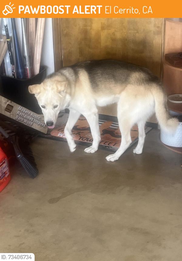 Found/Stray Male Dog last seen El Cerrito and redding hesperia ca, El Cerrito, CA 92881