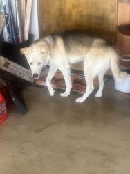 Found/Stray Male Dog last seen El Cerrito and redding hesperia ca, El Cerrito, CA 92881
