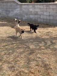 Found/Stray Unknown Dog last seen Casmalia st/lilac, Rialto, CA 92377