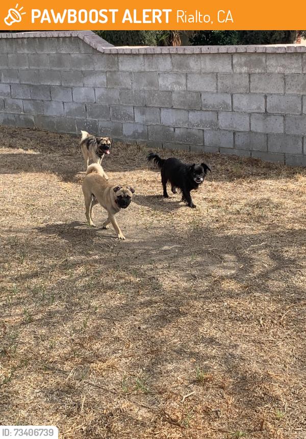 Found/Stray Unknown Dog last seen Casmalia st/lilac, Rialto, CA 92377