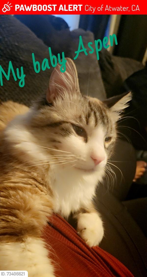 Lost Male Cat last seen Juniper & Elementary School, City of Atwater, CA 95301