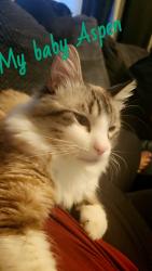 Lost Male Cat last seen Juniper & Elementary School, City of Atwater, CA 95301