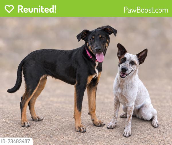 Reunited Unknown Dog last seen 7th Ave & Cloud, Phoenix, AZ 85020