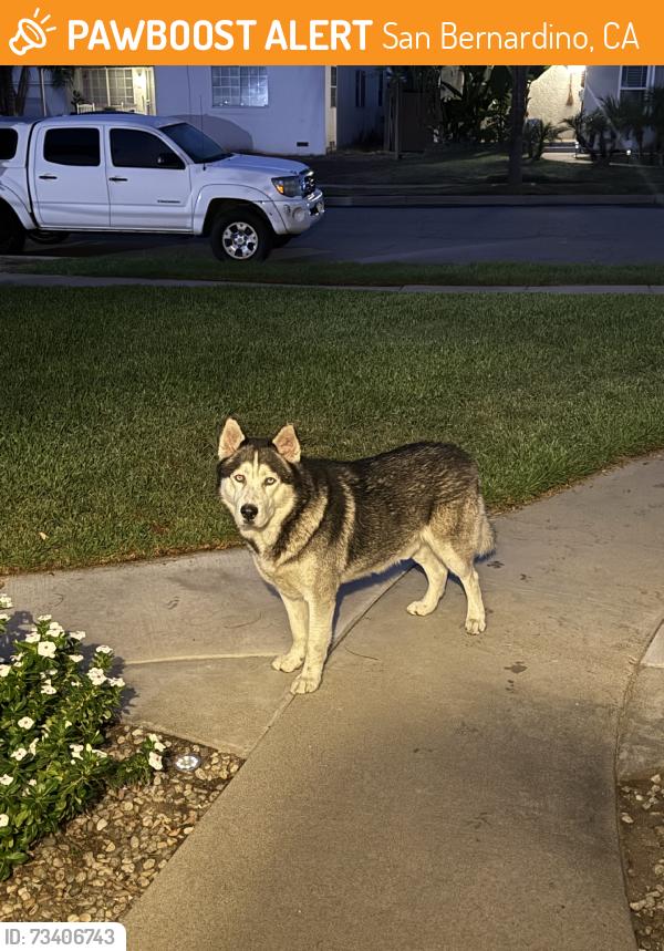 Found/Stray Unknown Dog last seen 36th street, San Bernardino, CA 92405