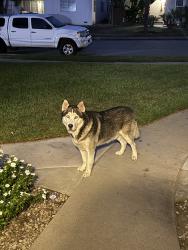 Found/Stray Unknown Dog last seen 36th street, San Bernardino, CA 92405