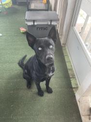 Found/Stray Male Dog last seen Farrar rd, Waxahachie, TX 75165