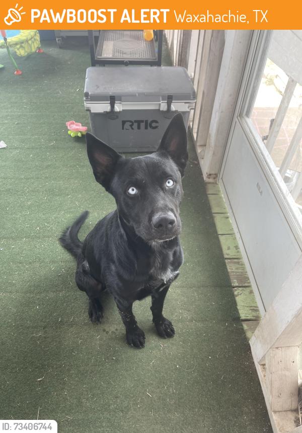 Found/Stray Male Dog last seen Farrar rd, Waxahachie, TX 75165
