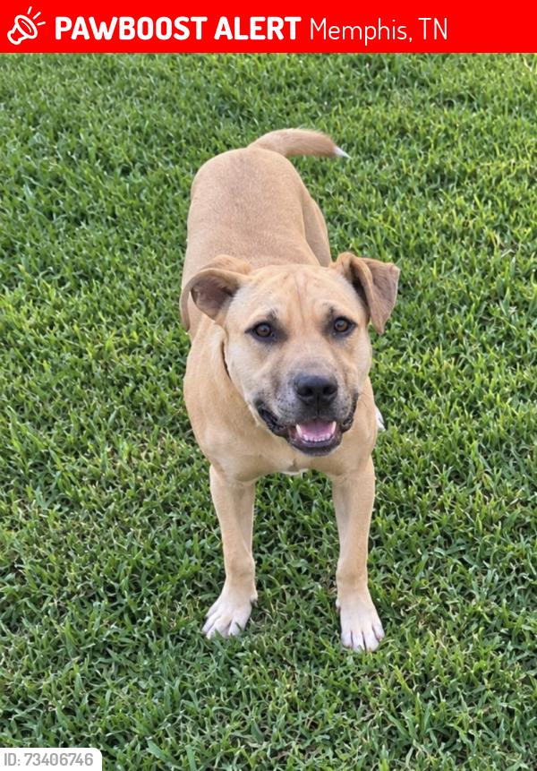Lost Male Dog last seen Collar broke off, Memphis, TN 38141