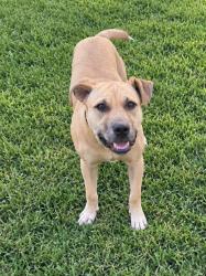 Lost Male Dog last seen Collar broke off, Memphis, TN 38141