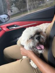 Reunited Male Dog last seen Indian River rd and providence, Virginia Beach, VA 23464