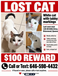 Lost Female Cat last seen 84th drive and burden crescent, Queens, NY 11435