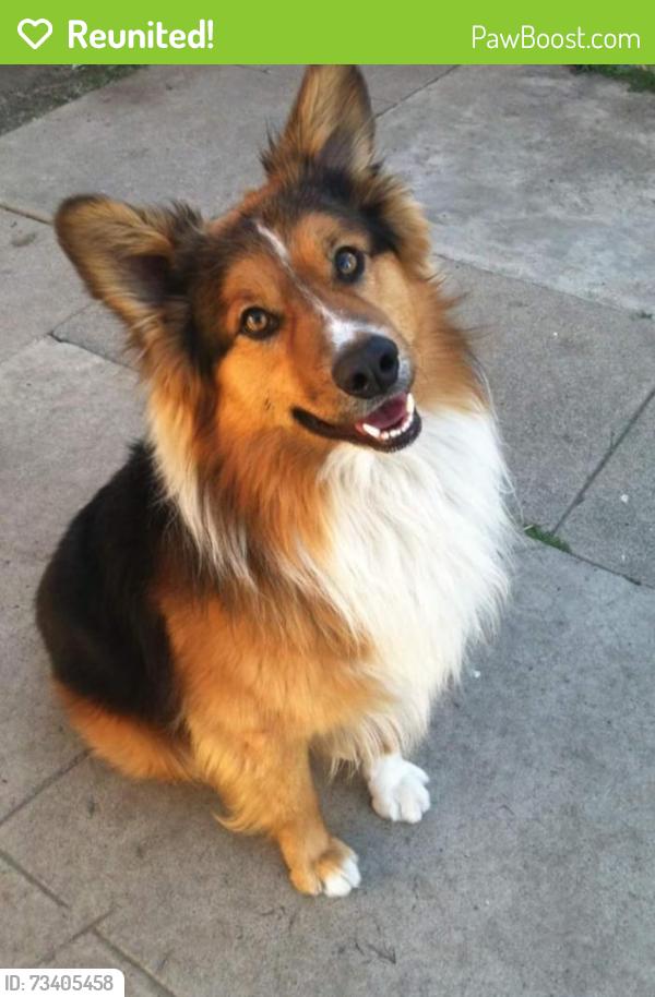 Reunited Male Dog last seen Ross and Highland, Santa Ana, CA 92701