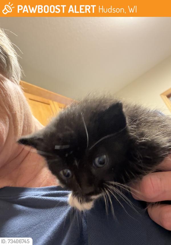 Found/Stray Female Cat last seen Across from Croix Valley Vet hosp, Hudson, WI 54016