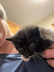 Found/Stray Female Cat last seen Across from Croix Valley Vet hosp, Hudson, WI 54016