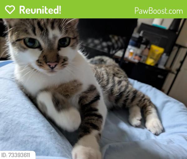 Reunited Female Cat last seen Sweetland & Rhodelia, Claremont, CA 91711