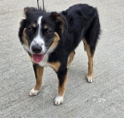 Found/Stray Male Dog last seen Scripps Ranch Blvd, San Diego, CA 92131