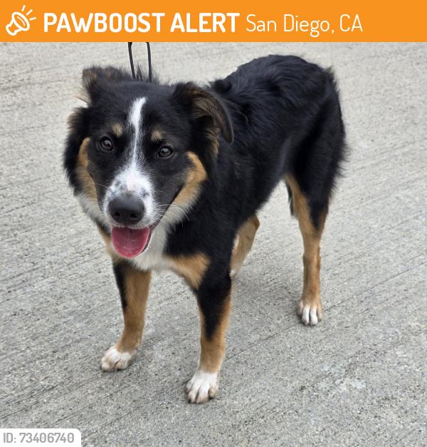 Found/Stray Male Dog last seen Scripps Ranch Blvd, San Diego, CA 92131