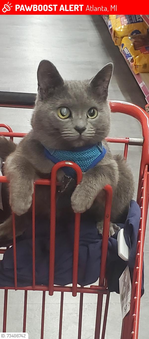 Lost Male Cat last seen Fireside by the post office, Atlanta, MI 49709