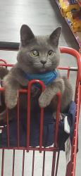 Lost Male Cat last seen Fireside by the post office, Atlanta, MI 49709