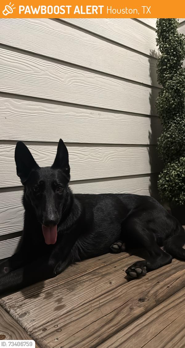 Found/Stray Female Dog last seen Airline drive, Houston, TX 77022