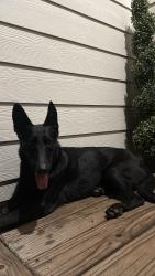 Found/Stray Female Dog last seen Airline drive, Houston, TX 77022