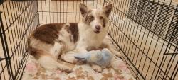 Found/Stray Female Dog last seen Summit Heights area Summit & Beech FONTANA CA, Fontana, CA 92336