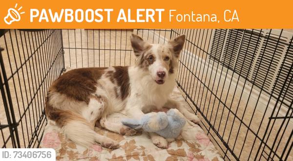 Found/Stray Female Dog last seen Summit Heights area Summit & Beech FONTANA CA, Fontana, CA 92336