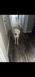 Lost Female Dog last seen 89th and Bryant, Burntwood Trailer Park, Oklahoma City, OK 73135