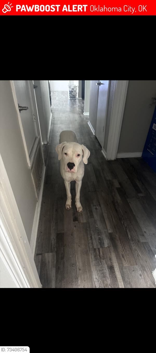 Lost Female Dog last seen 89th and Bryant, Burntwood Trailer Park, Oklahoma City, OK 73135
